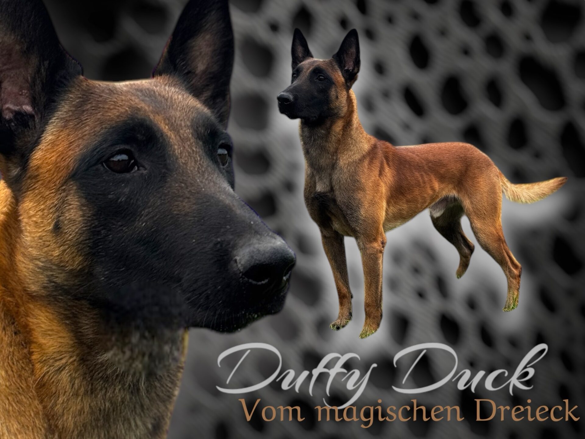 Duffy Duck vom magischen Dreieck